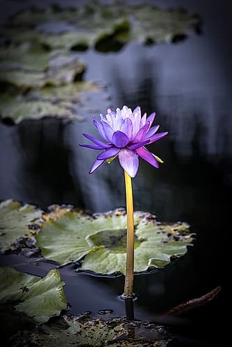 A waterlily emerges to show off its beautiful purple bloom. Art Print